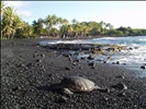 Sea Turtle at Punalu'u